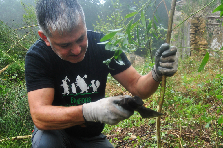 Spanish volunteers remove eucalyptus in bid to prevent wildfires
