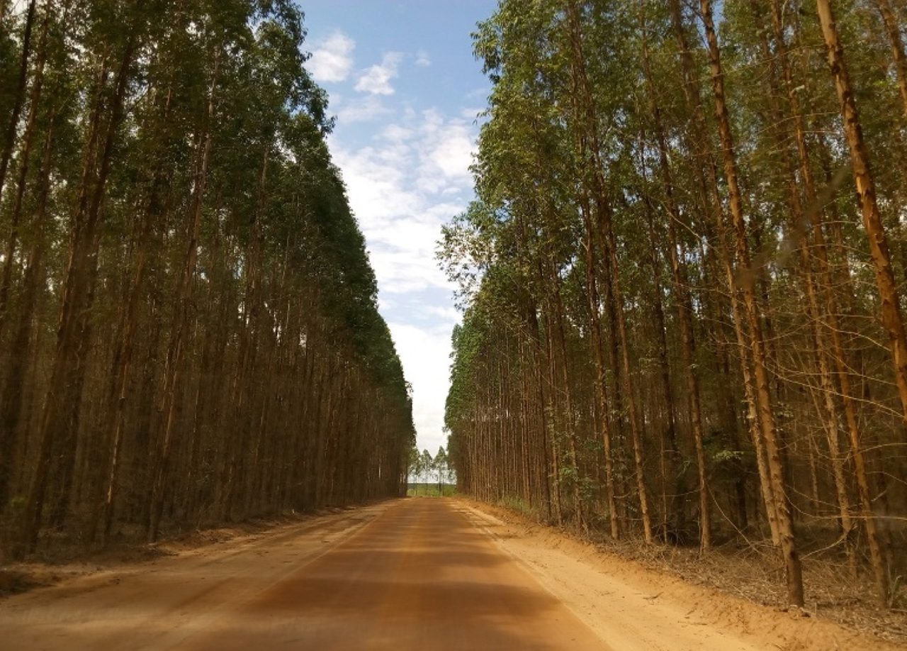 Pressure over water in Brazil puts pulp industry in the spotlight