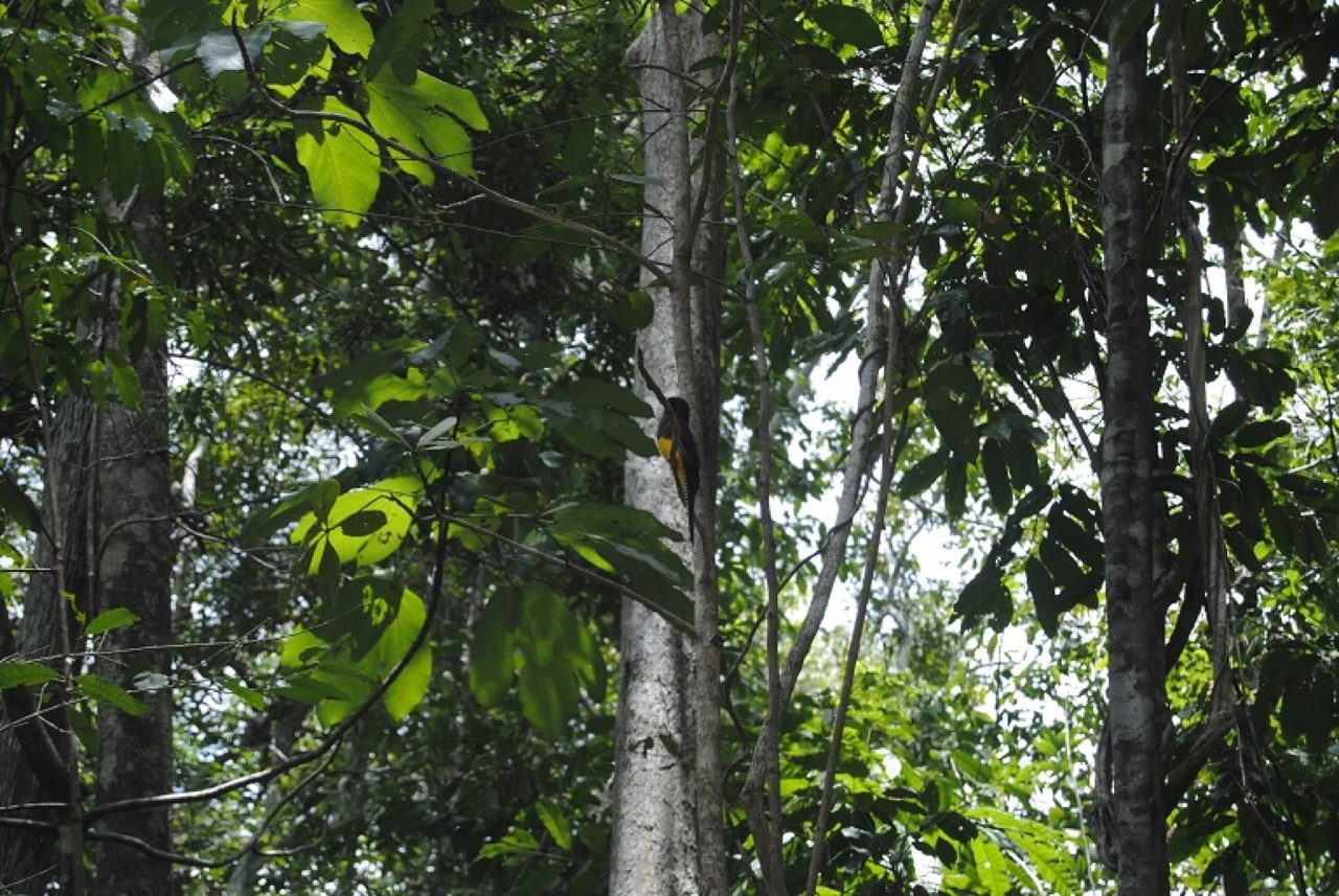 In Brazil’s Atlantic Forest, conservation efforts drown in a sea of eucalyptus