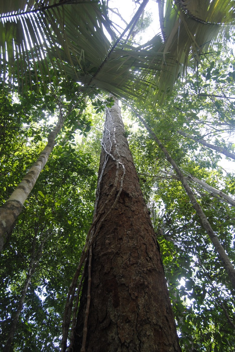 Deforestation in the Brazilian Atlantic Forest increased almost 60 percent in the last year