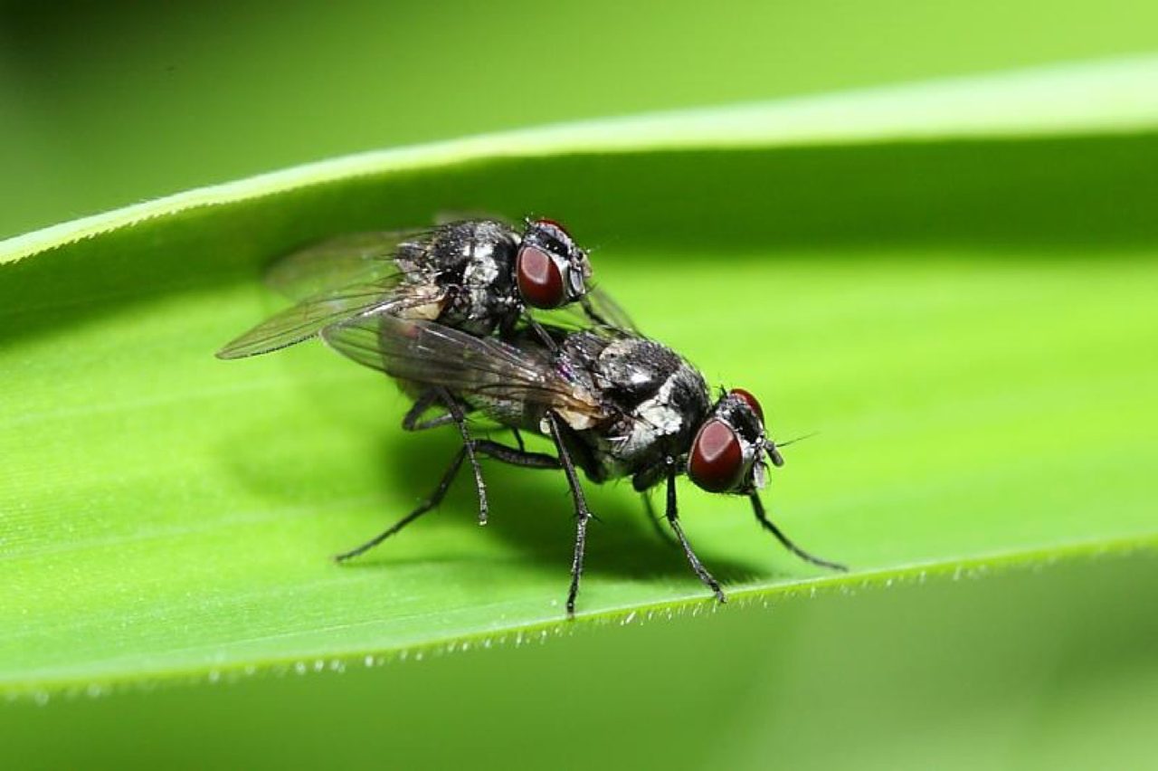 Sex, alcohol and flies