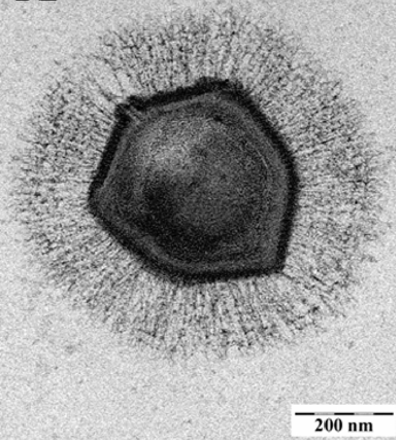 Viruses at the edge of life