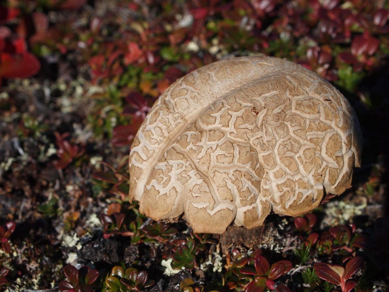 What if Alzheimer’s disease was caused by fungi?