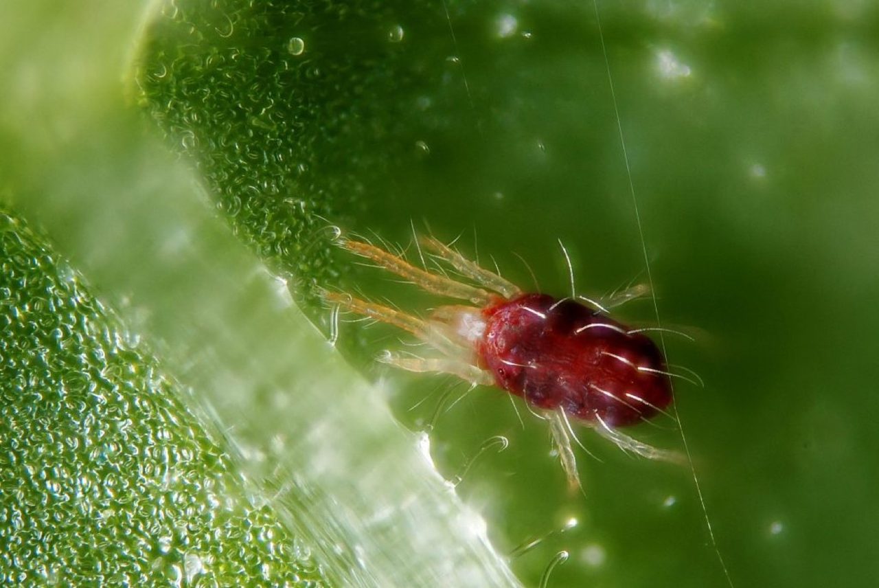 Having sex with another species