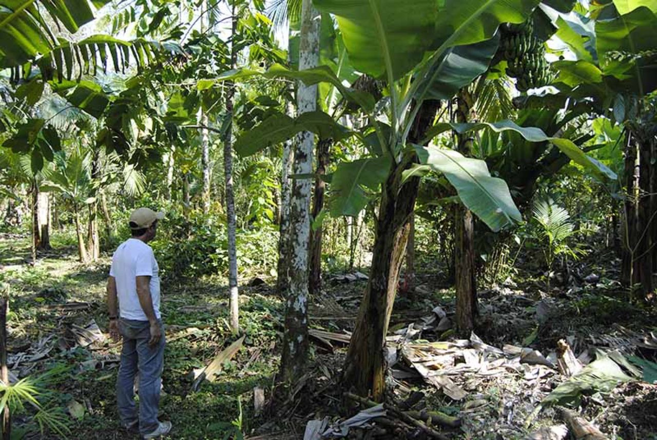 Betting on agroforestry in Brazil’s Atlantic Forest