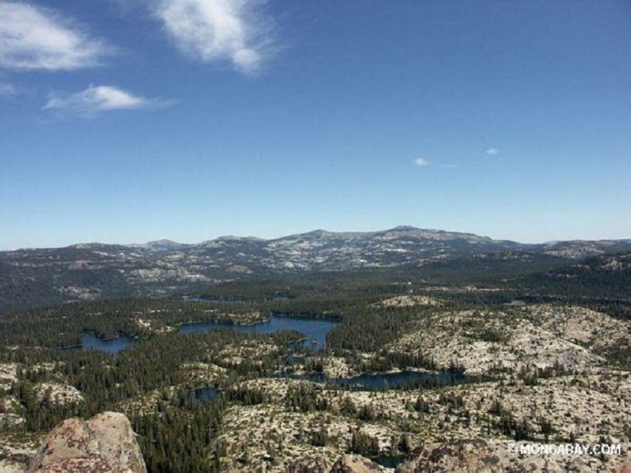 Scientists predict tree death from drought in California’s Sierra Nevadas
