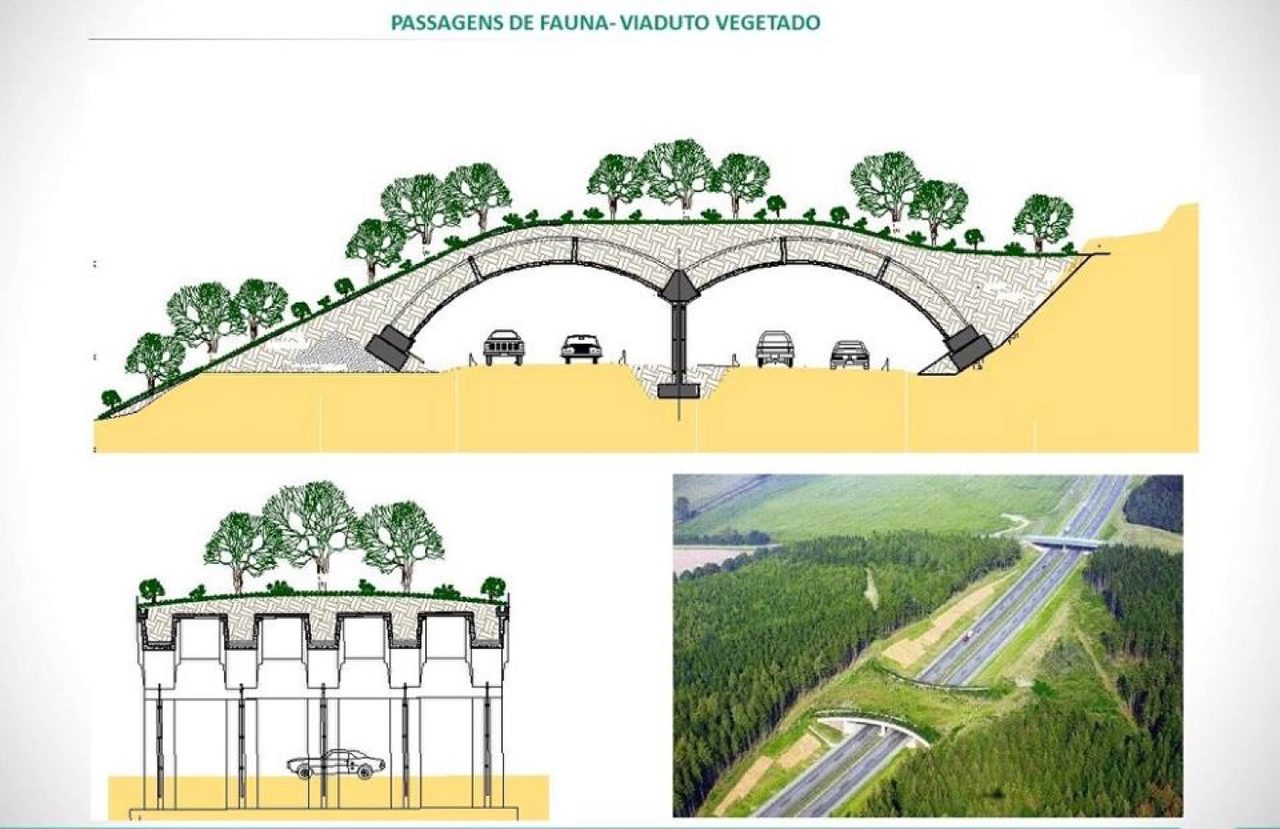 NGOs acquire land in Brazil to create wildlife corridor