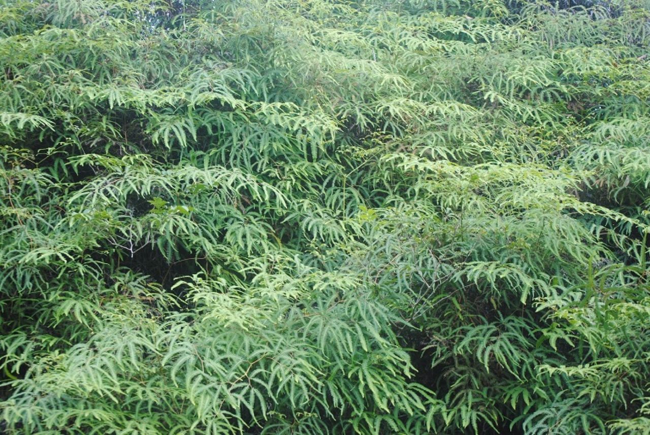 In Brazil, an island laboratory for Atlantic Forest restoration