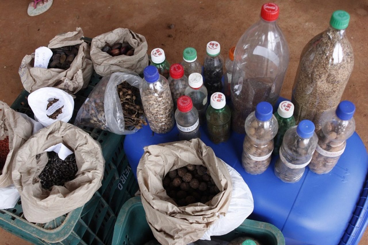 In Brazil, a forest community helps seed new trees far and wide