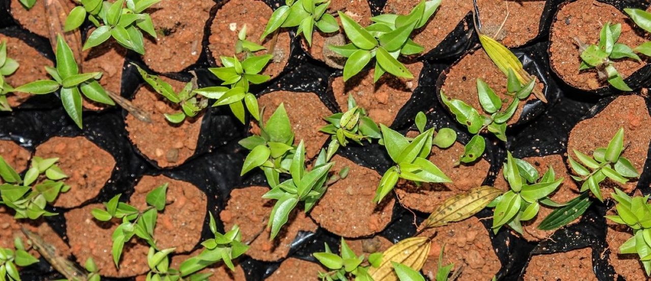 Study sheds light on how seeds survive in tropical soils