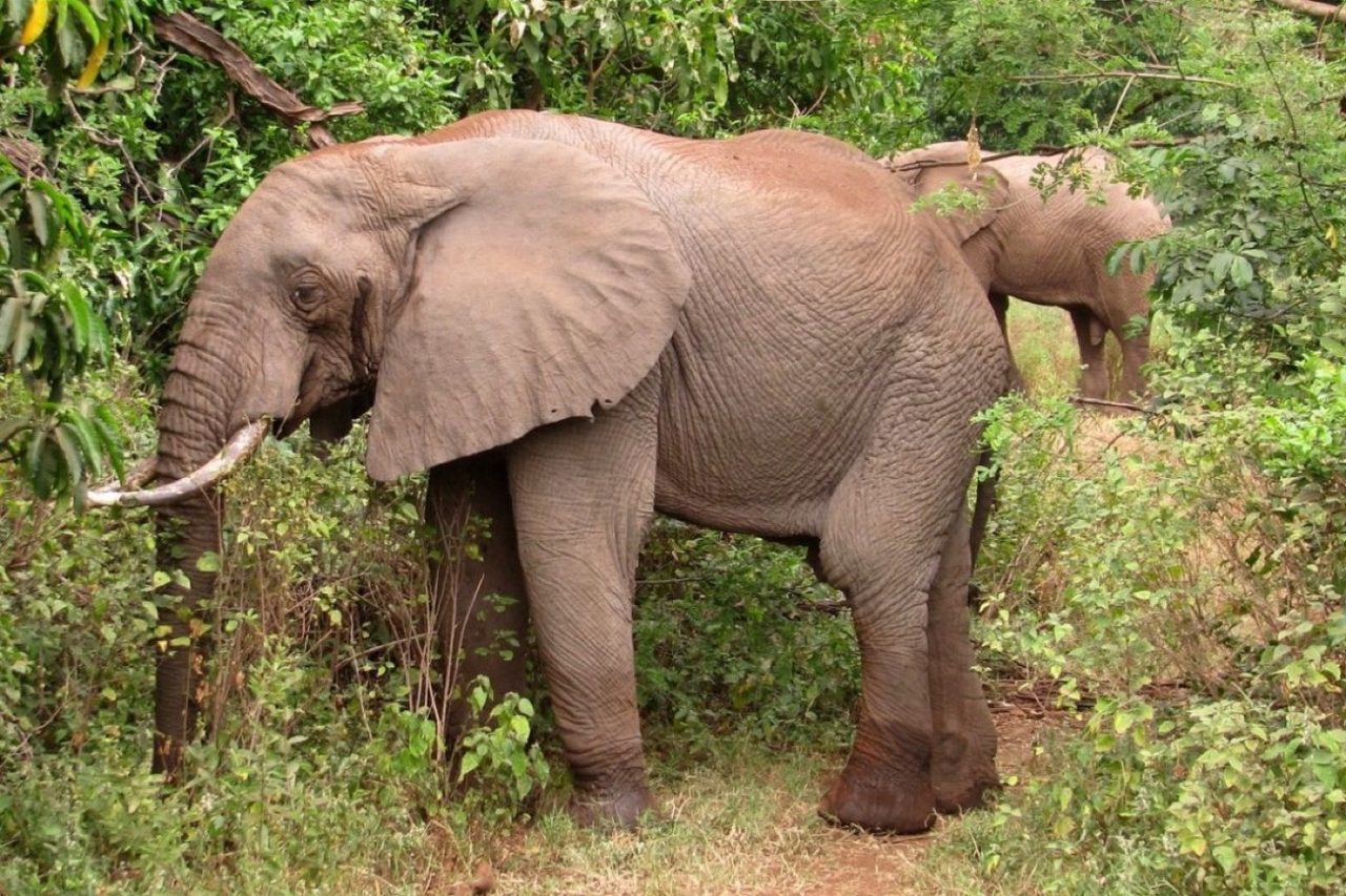 Human pressure on the Serengeti’s fringes threatens the wildlife within